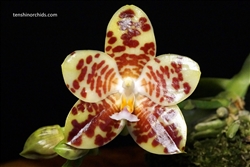 Phalaenopsis Yaphon Boss (Chienlung Sweetheart Ã— gigantea)