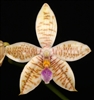 Phalaenopsis (amboinensis x floresensis) x hieroglyphica