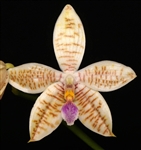 Phalaenopsis (amboinensis x floresensis) x hieroglyphica