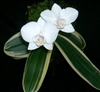 Phalaenopsis aphrodite w/variegated leaves