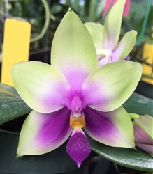 Phalaenopsis bellina