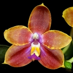 Phalaenopsis bellina f. coerulea x Kung's Red Cherry