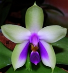 Phalaenopsis bellina v. coerulea