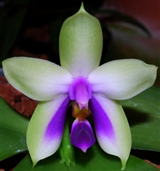 Phalaenopsis bellina v. coerulea