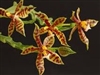 Phalaenopsis lamelligera