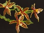 Phalaenopsis lamelligera
