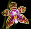 Phalaenopsis corningiana