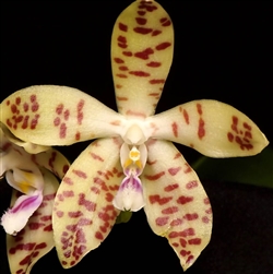 Phalaenopsis doweryensis x speciosa