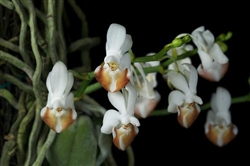 Phalaenopsis lobbii species