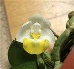 Phalaenopsis lobbii v. flavilabia