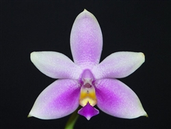 Phalaenopsis mentawaiensis