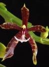 Phalaenopsis pantherina