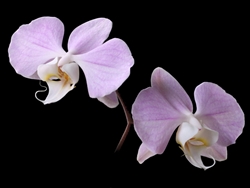 Phalaenopsis sanderiana