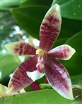 Phalaenopsis speciosa x cornu-cervi
