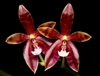 Phalaenopsis speciosa x cornu-cervi chattaladae