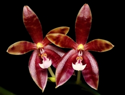 Phalaenopsis speciosa x cornu-cervi chattaladae