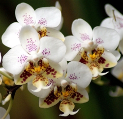 Phalaenopsis stuartiana 'Sogo'