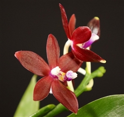 Phalaenopsis tetraspis v. imperatrix red