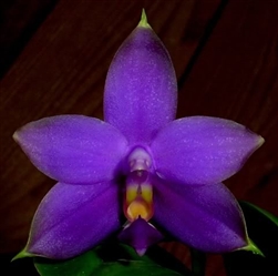 Phalaenopsis violacea frm. indigo (HP Norton strain)