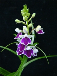 Ponerorchis graminifolia