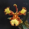 Psychopsis Mariposa peloric form