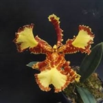 Psychopsis Mariposa peloric form