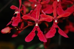 Renanthera philippinensis