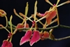 Renanthera vietnamensis