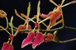 Renanthera vietnamensis