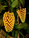 Robiquetia cerina 'Yellow'