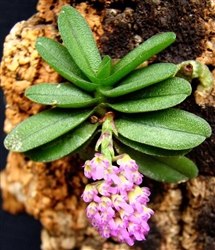 Schoenorchis fragrans