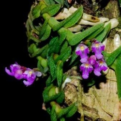 Schoenorchis scolopendria