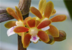 Trichoglottis amesiana