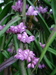 Trichoglottis latisepala