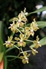 Vanda lamellata