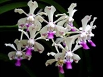 Vanda luzonica