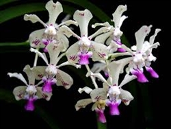 Vanda luzonica