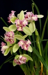 Cymbidium Green Valley Emerald, peloric form