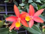 Cattleya Caribbean 'Orange Bowl' species