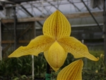 Paphiopedilum (rothschildianum x armeniacum)