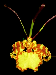 Psychopsis Mendenhall