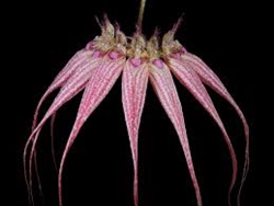 Bulbophyllum Elizabeth Ann 'Buckleberry'