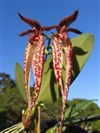 Bulbophyllum Emly Siegerist