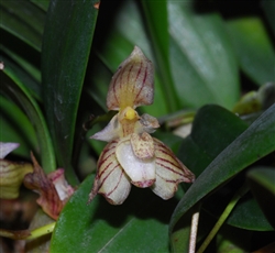 Bulbophyllum ambrosia species