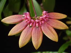 Bulbophyllum baucoense species
