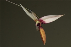 Bulbophyllum caloglossum