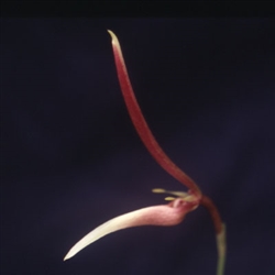 Bulbophyllum dennisii