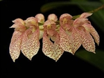 Bulbophyllum dentiferum