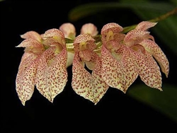 Bulbophyllum dentiferum