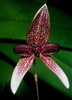 Bulbophyllum elassoglossum